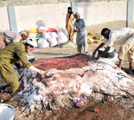 KKF Volunteers Collecting Animals' Skins At Tariq Ground on 2nd day of eid-ul-adha